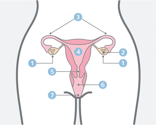 Il sistema riproduttivo femminile